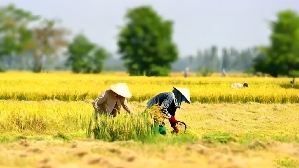 5 hoạt động ý nghĩa - Về thăm quê