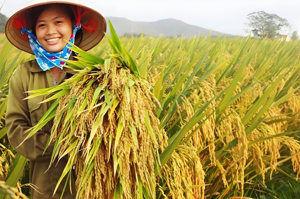 Tết Đoan Ngọ 2025 - Mùa màng bội thu