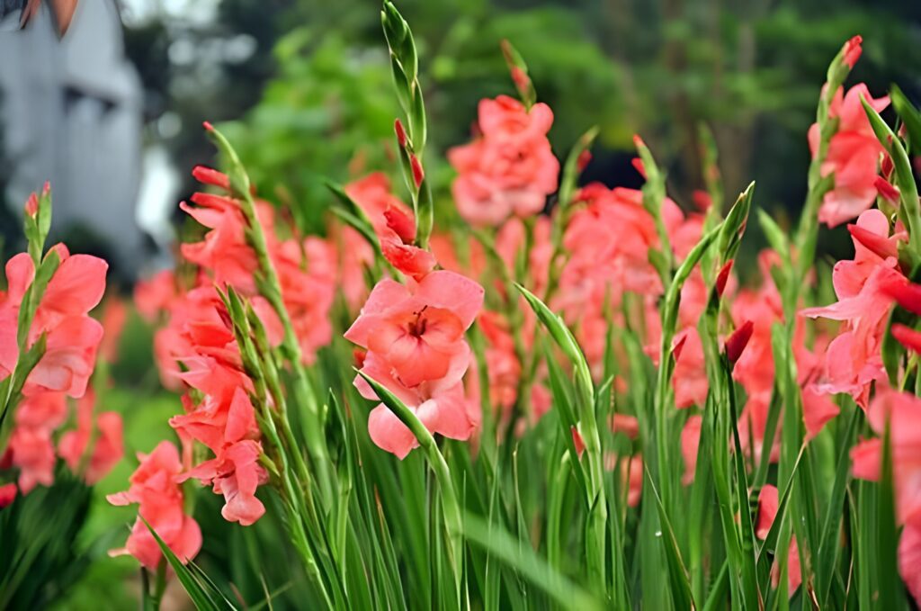 8 loài hoa đem lại may mắn - Hoa Lay Ơn