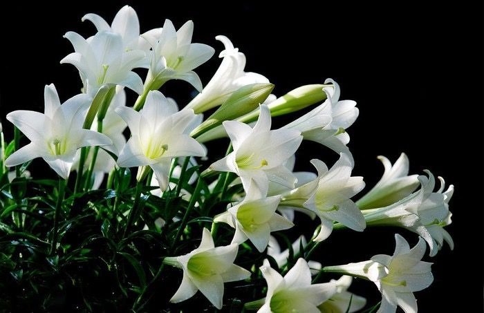 8 loài hoa đem lại may mắn - Hoa Huệ Trắng