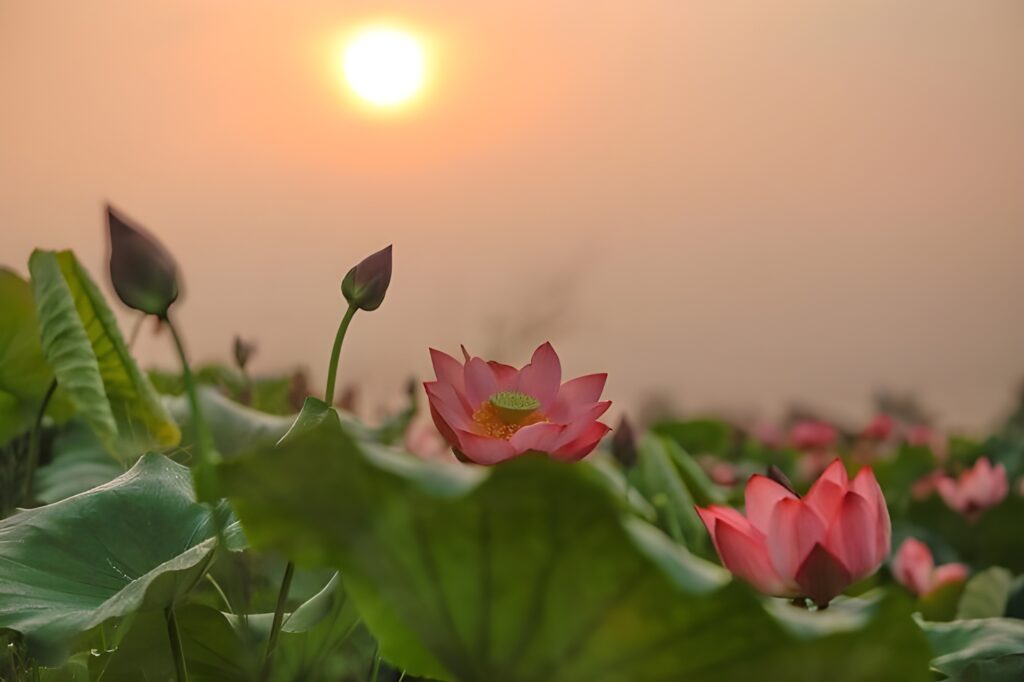 8 loài hoa đem lại may mắn - Hoa Sen