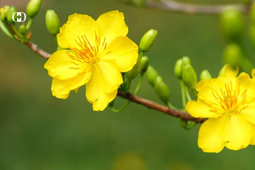 các loại hoa ngày tết