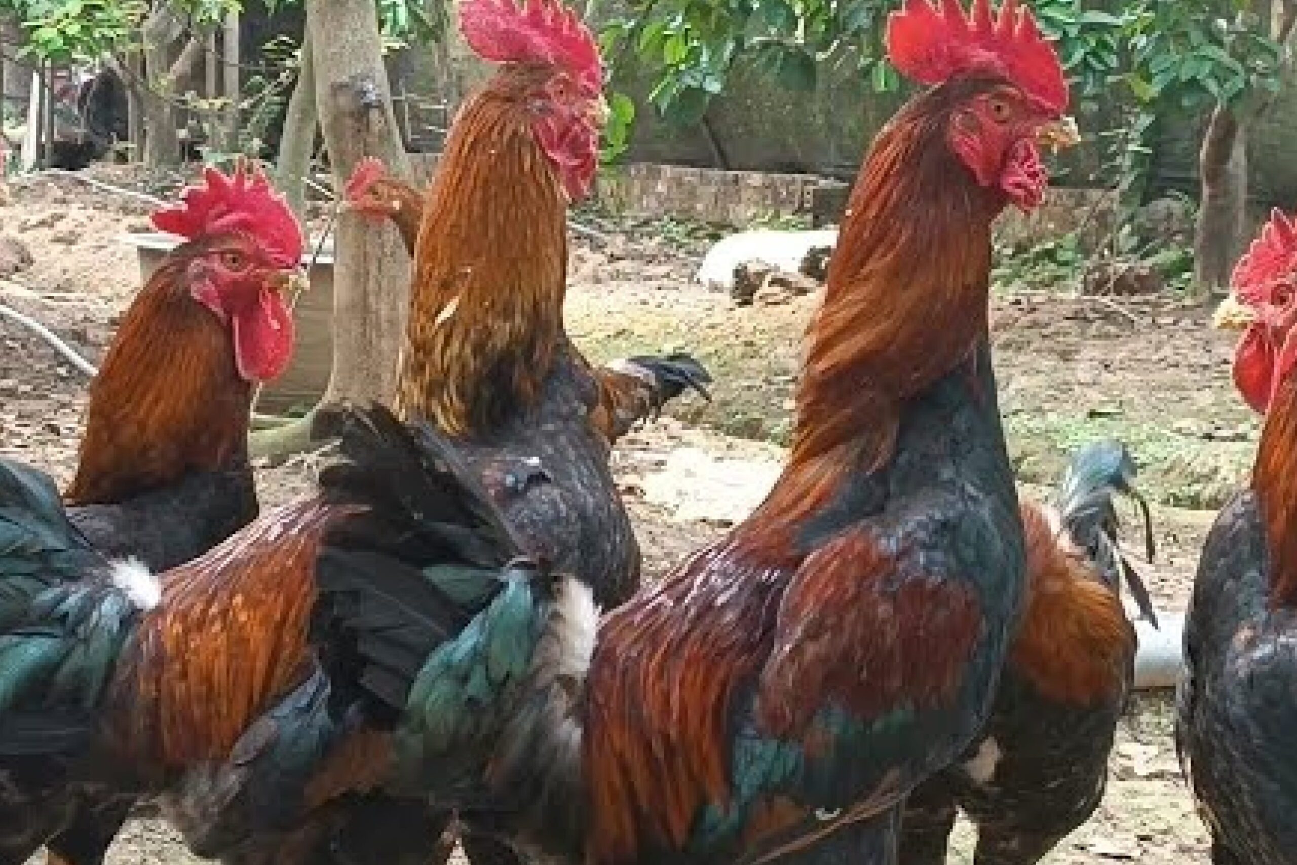 Tiêu chuẩn chọn gà cúng thắp hương